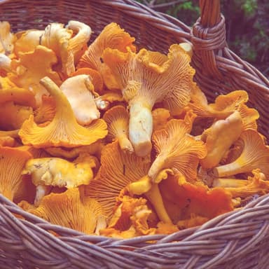 Fresh seasonal mushrooms